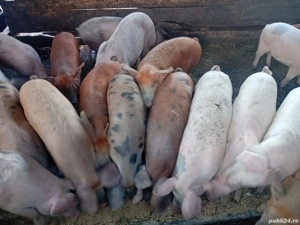 Vand porci Marele Alb, duroc si Pietrain  - imagine 2 Vand porci Marele Alb, duroc si Pietrain  - imagine 2