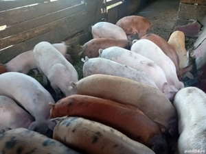 Vand porci Marele Alb, duroc si Pietrain  - imagine 3 Vand porci Marele Alb, duroc si Pietrain  - imagine 3