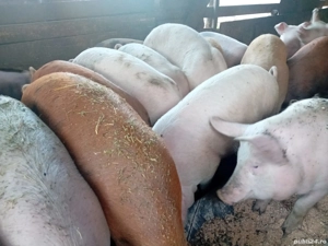 Vand porci Marele Alb, duroc si Pietrain 