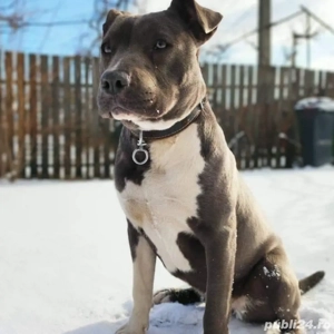 pui amstaff negri - imagine 2 pui amstaff negri - imagine 2