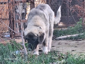 Ciobanesc Romanesc Carpatin