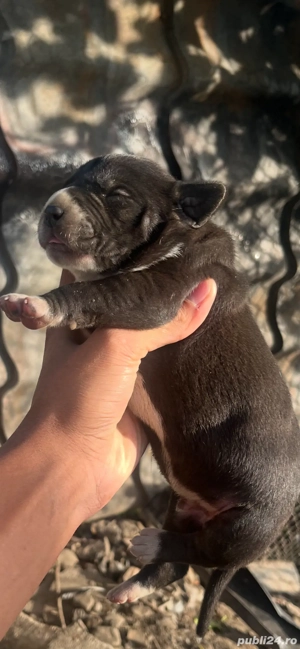 pui amstaff negri - imagine 4 pui amstaff negri - imagine 4