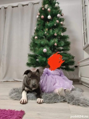 pui amstaff negri - imagine 5 pui amstaff negri - imagine 5