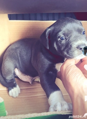 pui amstaff negri - imagine 3 pui amstaff negri - imagine 3