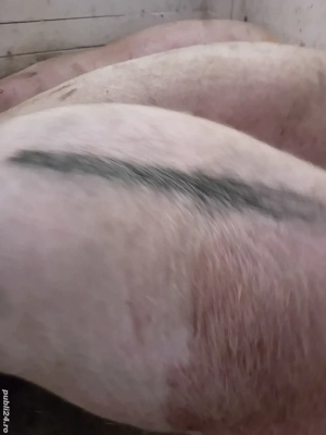 porci rasă pik 140- 200 kg - imagine 2