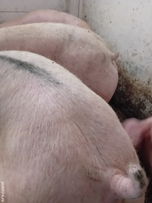 porci rasă pik 140- 200 kg - imagine 4
