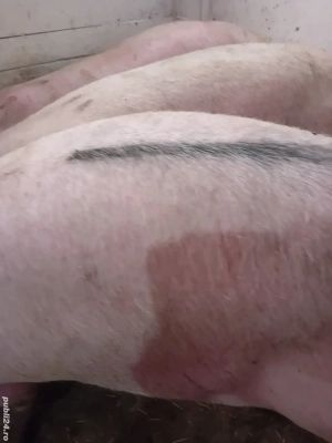 porci rasă pik 140- 200 kg