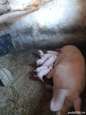 purcei landrace - imagine 2