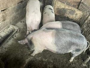 Vând porci de carne  - imagine 5