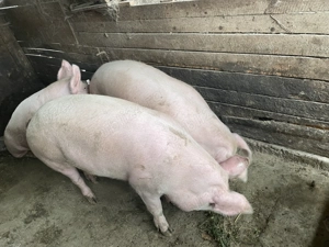 Vând porci de carne  - imagine 4