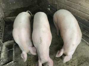 Vând porci de carne  - imagine 2