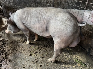 Vier de vânzare rasa de carne  - imagine 4 Vier de vânzare rasa de carne  - imagine 4