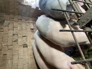 Porci pentru sacrificare