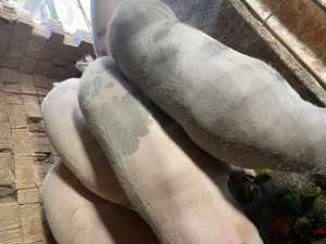 Porci pentru sacrificare - imagine 2