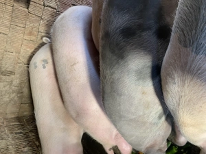 Porci pentru sacrificare - imagine 3