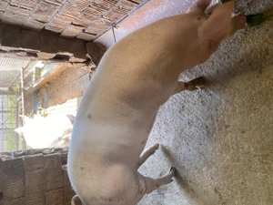 Porci pentru sacrificare - imagine 4