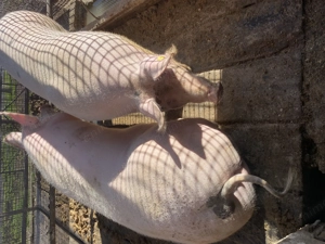 Porci pentru sacrificare - imagine 5