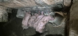 Vand purcei 6 saptamani