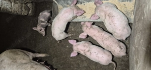 Vand purcei 6 saptamani - imagine 2