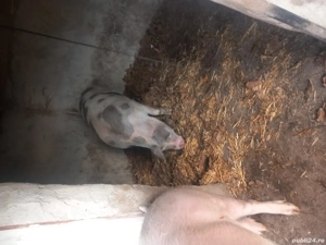 Porci pentru Crăciun 