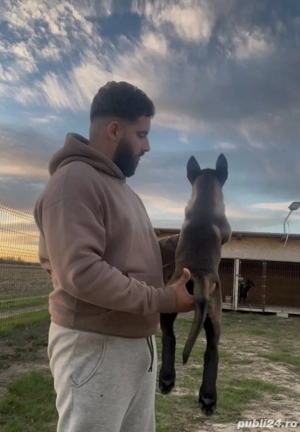 Pui Ciobănesc Belgian Malinois de vânzare