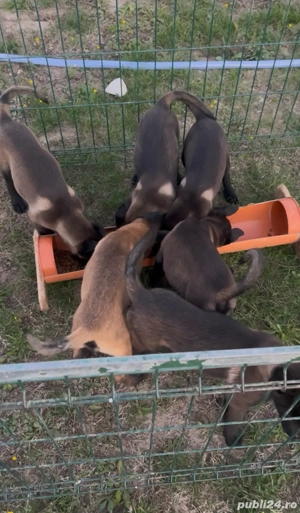 Pui Ciobănesc Belgian Malinois de vânzare  - imagine 2