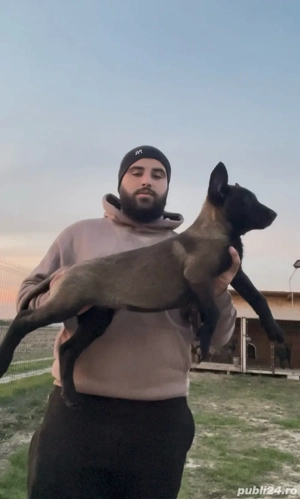 Pui Ciobănesc Belgian Malinois de vânzare  - imagine 4