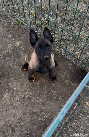Pui Ciobănesc Belgian Malinois de vânzare  - imagine 3