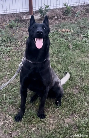 Pui Ciobănesc Belgian Malinois de vânzare  - imagine 5