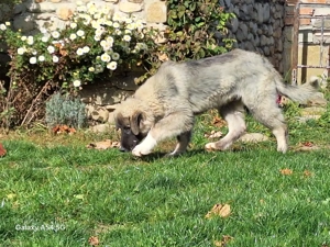 Ciobanesc Romanesc Carpatin - imagine 2