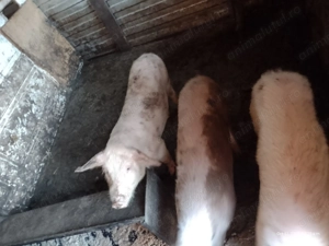 Vând trei porci un mascul și două scrofițe masculul este porc cu cercei