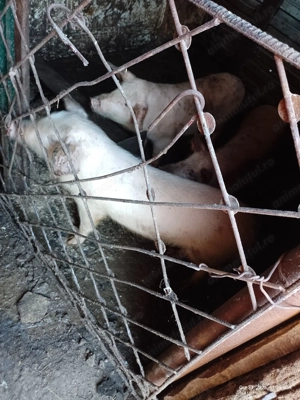 Vând trei porci un mascul și două scrofite - imagine 2 Vând trei porci un mascul și două scrofite - imagine 2