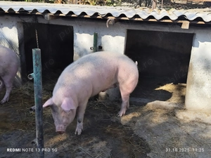 Vând porci 20 lei kg