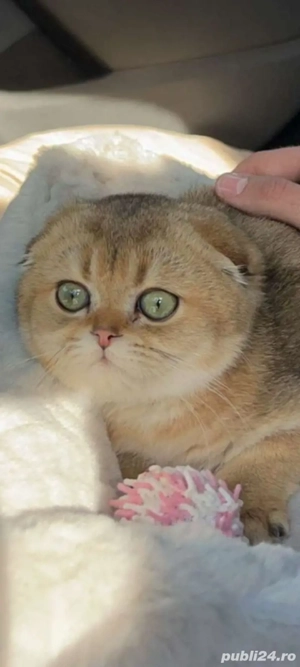 Scottish Fold Chinchilla Golden