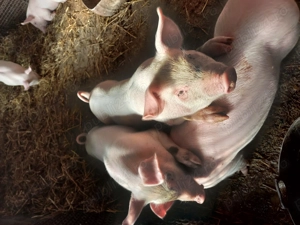 Purcei de vânzare  - imagine 3 Purcei de vânzare  - imagine 3