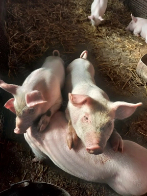 Purcei de vânzare  - imagine 2 Purcei de vânzare  - imagine 2