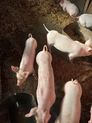 Purcei de vânzare  - imagine 4 Purcei de vânzare  - imagine 4