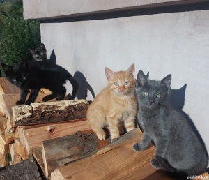 Pisoi Albastru de Rusia