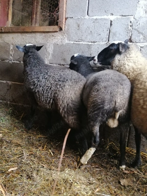 Oi de rasă Romanov  - imagine 2