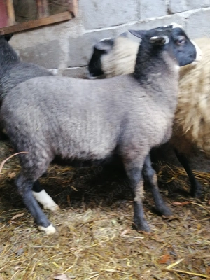 Oi de rasă Romanov  - imagine 3