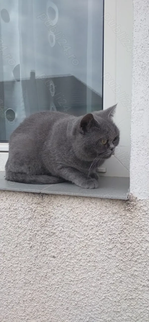 Pisica british shorthair blue