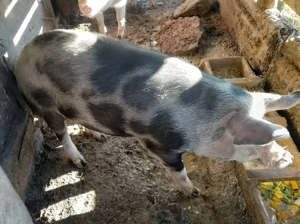 Vand porc  - imagine 2