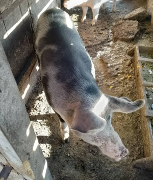 Vand porc  - imagine 3