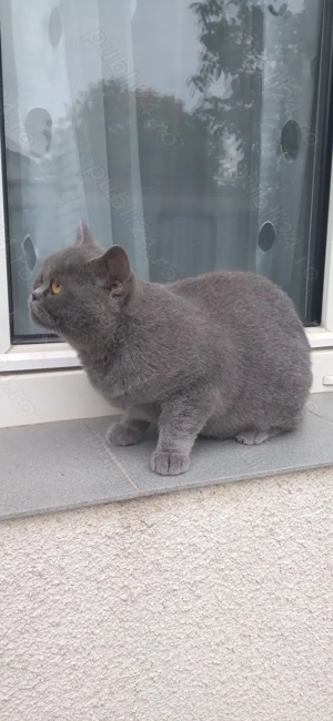 Pisica british shorthair blue - imagine 5