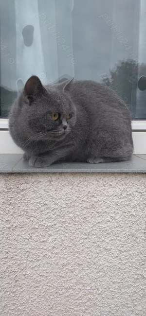 Pisica british shorthair blue - imagine 3