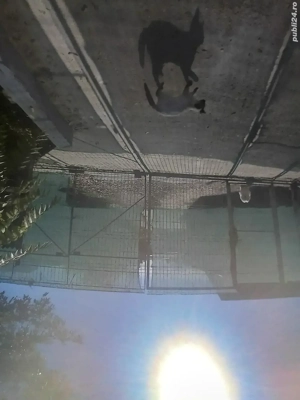 vând casuta de bleck friday  citește bine anunțul  - imagine 5