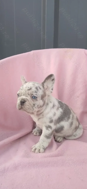 Femeluta bulldog francez lilac merle - imagine 2