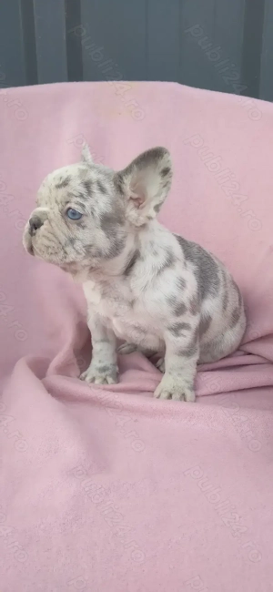 Femeluta bulldog francez lilac merle