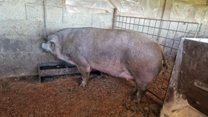 Disponibili - imagine 5