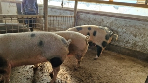 Disponibili - imagine 2